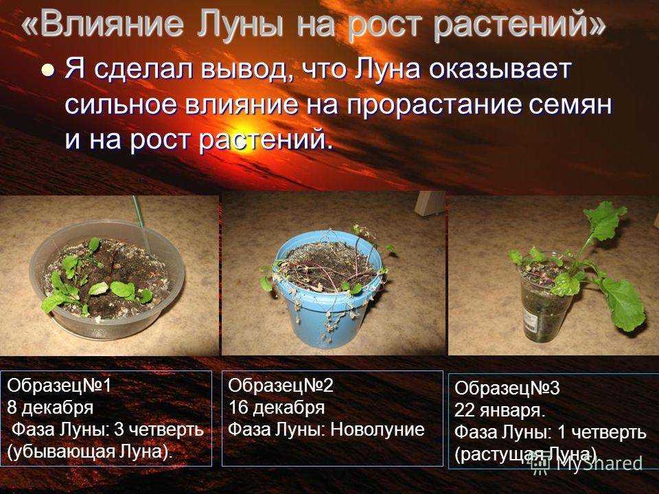 Что можно делать в новолуние, а что нельзя в саду и на огороде