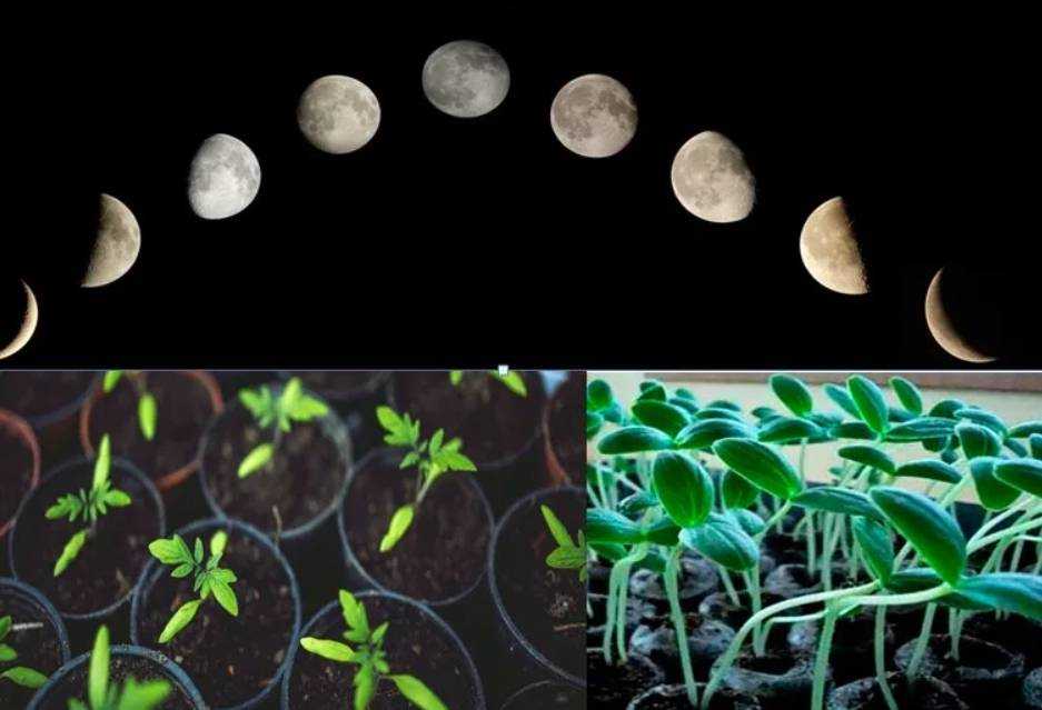 Луна что можно сажать. Луна и растения. Влияние фаз Луны на растения. Луна и рассада. Влияние фаз Луны на рост растений.