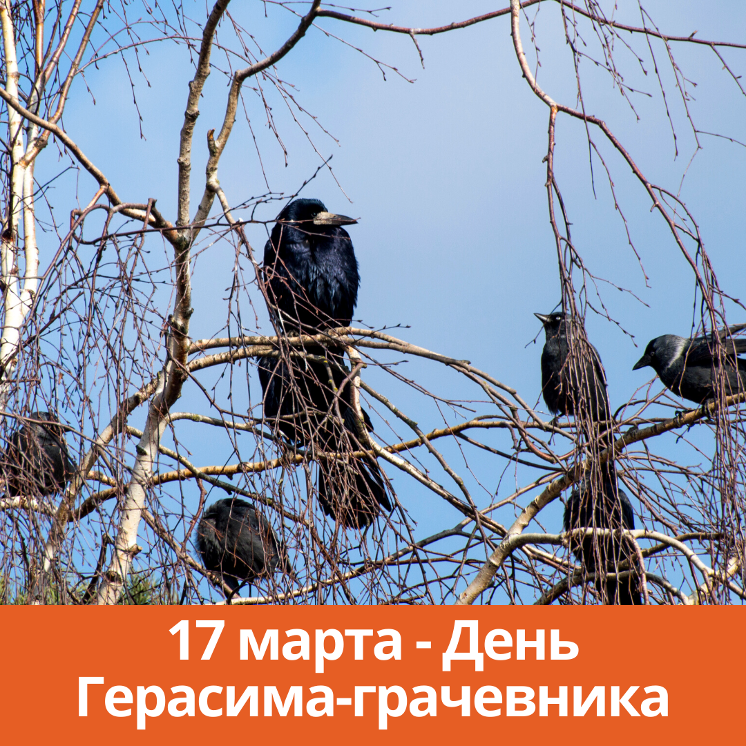 День герасима-грачевника 17 марта 2023 года имеет интересные приметы, традиции, поверья и обряды