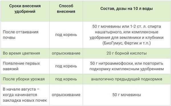 Подкормка клубники весной для большого урожая: когда и чем удобрять