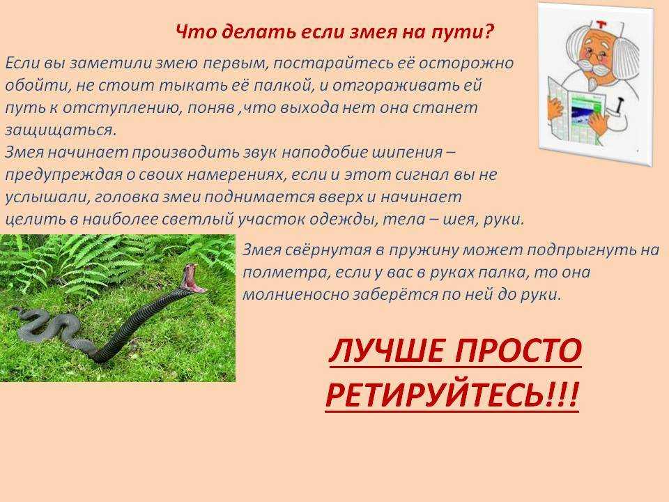 Когда появляются змеи?