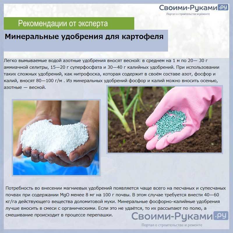 Как растет картошка: агротехника выращивания картофеля