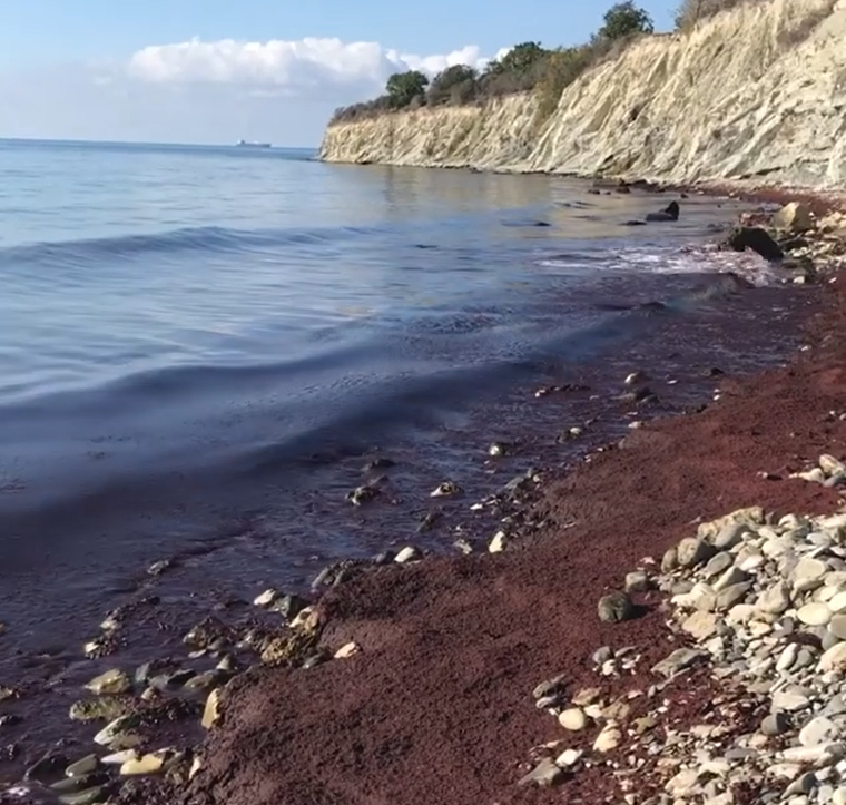 Морской берег заменить на управление. Новороссийск море. Море окрасилось в красный. Красный прилив. Верное соре стало красным.