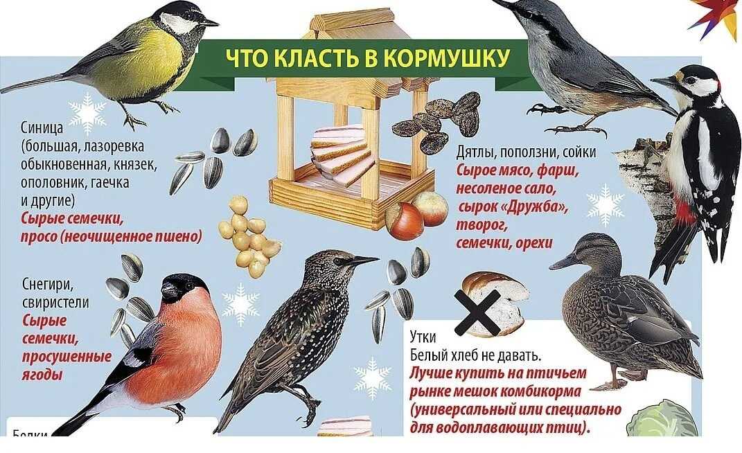 О питании синиц: что едят, что можно давать птицам, какой корм сыпать в кормушку