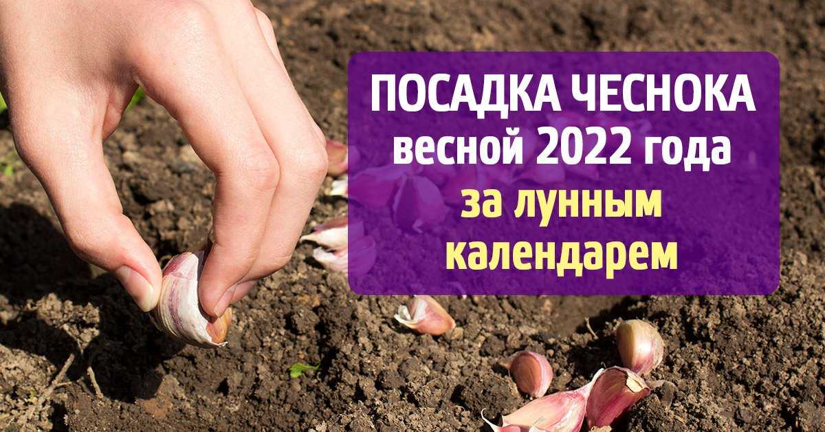 Посадка чеснока в октябре 2022 года по лунному календарю под зиму осенью благоприятные дни