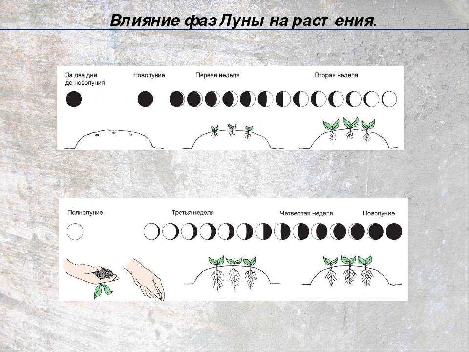 Секреты лунного календаря: все о фазах луны для планирования дел :: инфониак