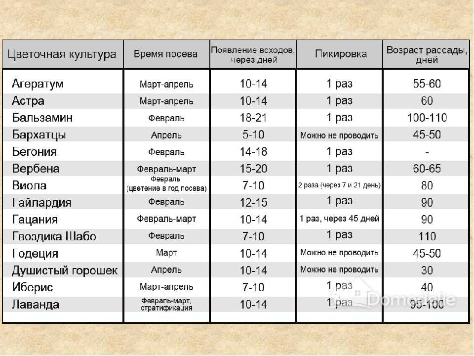 Календарь посевов декоративных культур на рассаду. когда сажать рассаду цветов? таблицы по месяцам — ботаничка