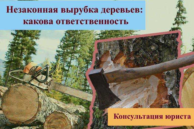 Какой штраф за срубленную елку в лесу, варианты санкций и прочие наказания