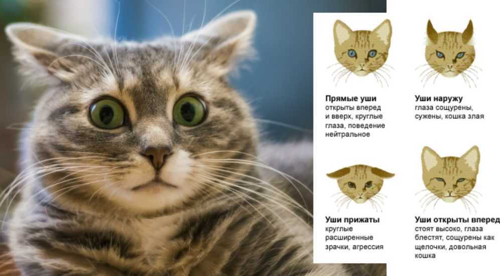 По-китайски, по-немецки, по-японски и не только: как подозвать кошку в разных странах | hill's