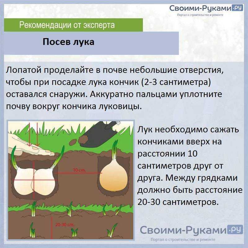 Посадка лука-севка на головку (репку) весной: сроки и правила выращивания