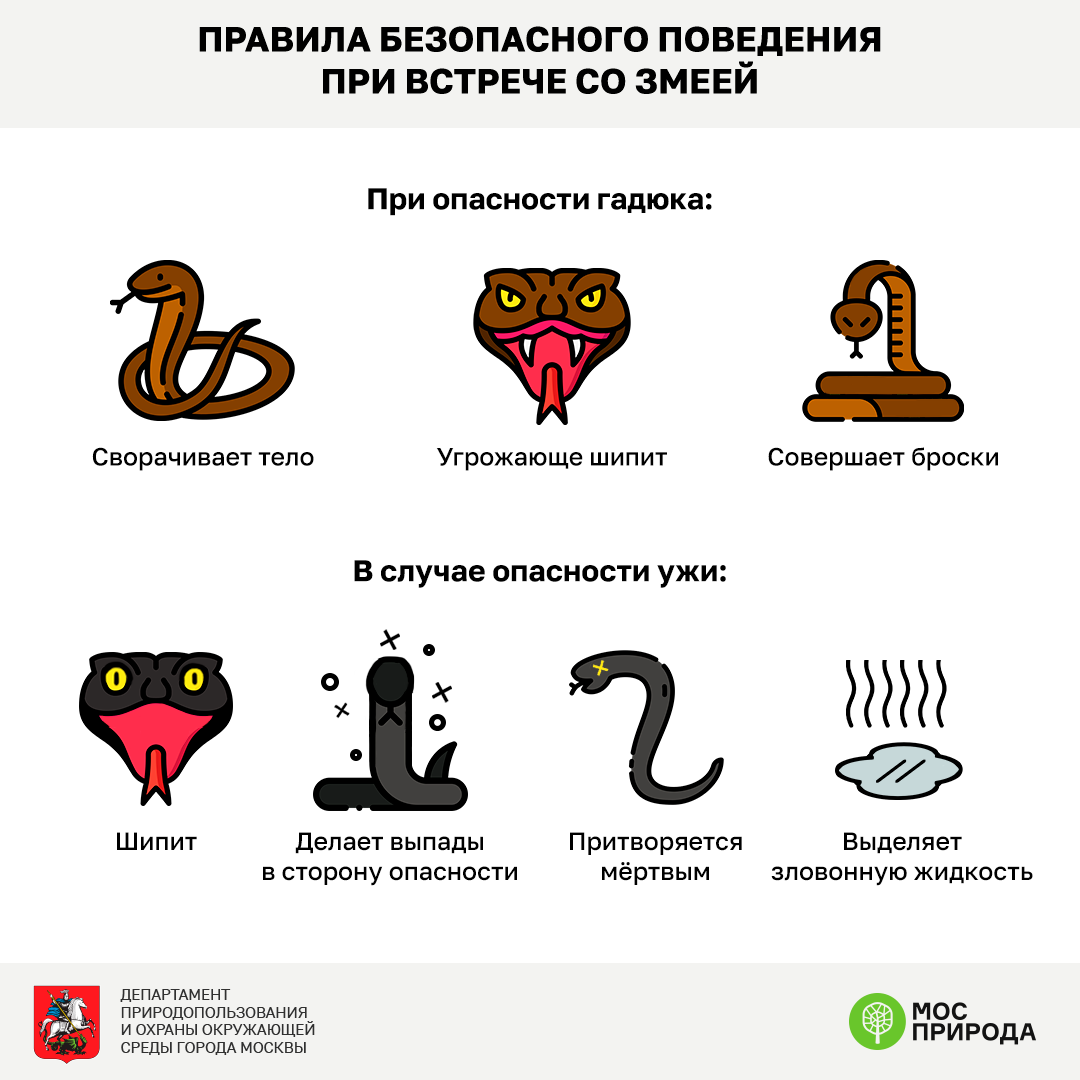 Змеи после зимы выползают при первых лучах солнца - 1rre
