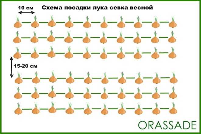 Яровой чеснок для посадки весной: когда и как сажать чеснок по лунному календарю 2020?