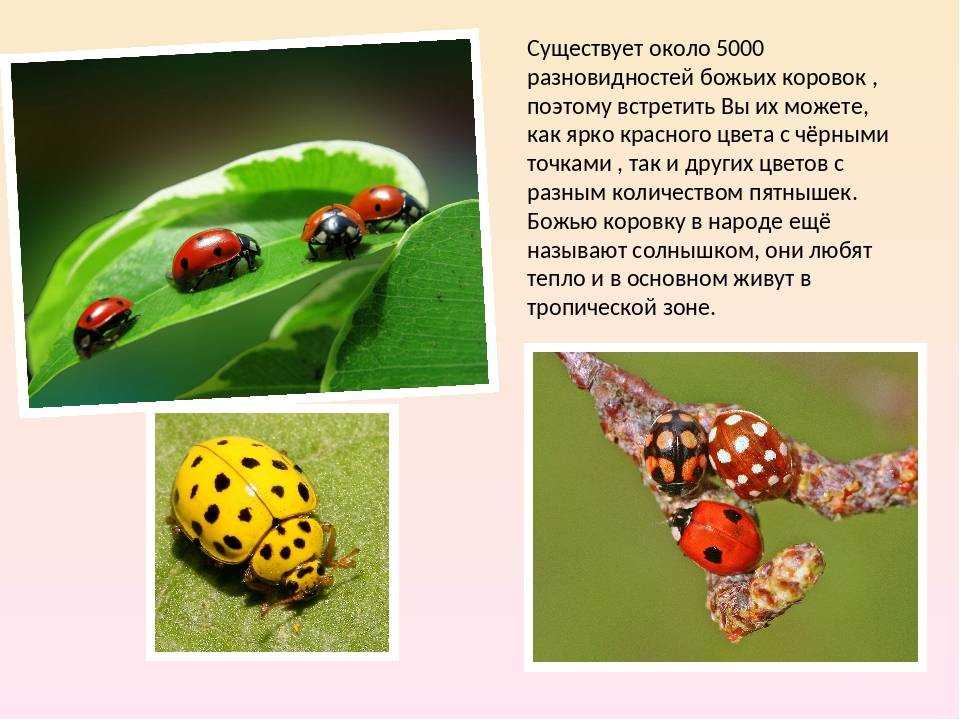 Божья коровка: сколько живут и как зимуют, что едят эти насекомые | buzzbabble.ru