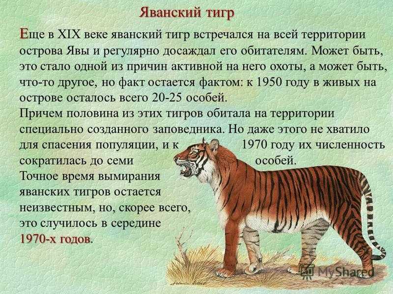 Животные, которые исчезли по вине человека