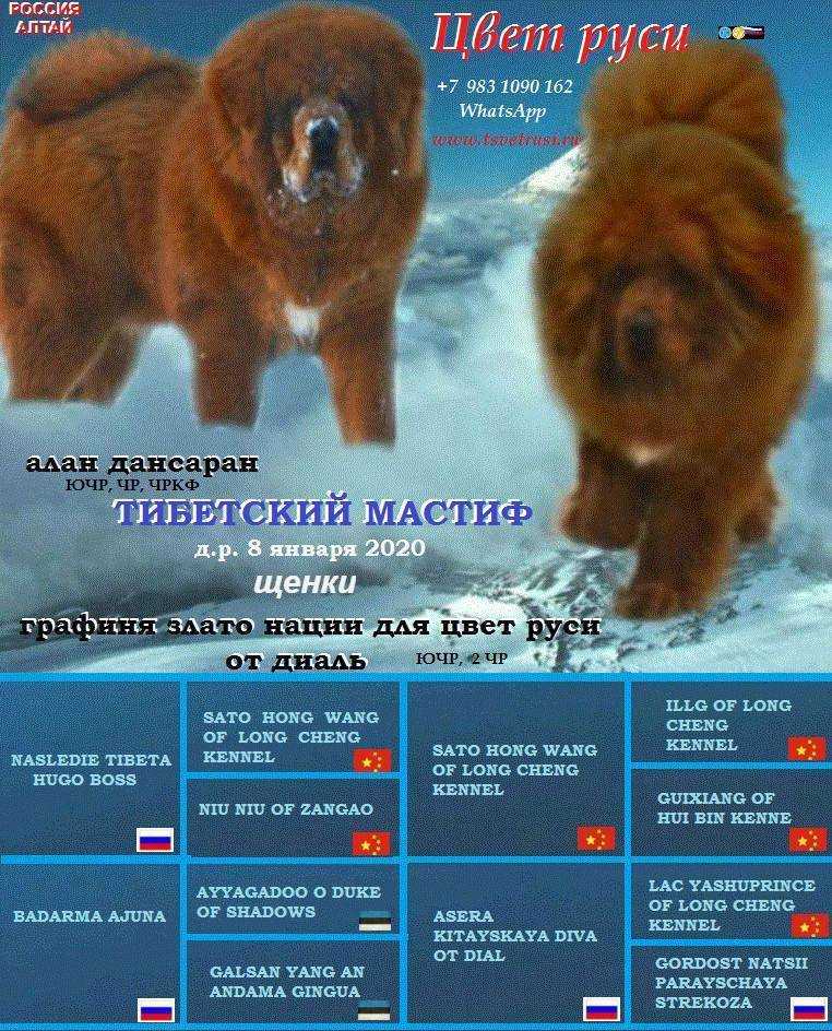 Тибетский мастиф: характеристика породы и описание, фото рядом с человеком и размеры, самая большая и дорогая собака