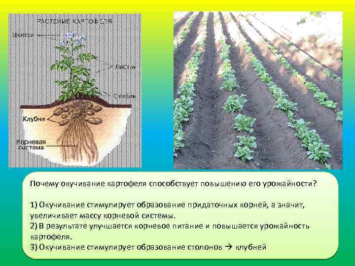 12 способов повысить урожай картофеля — floraprice.ru