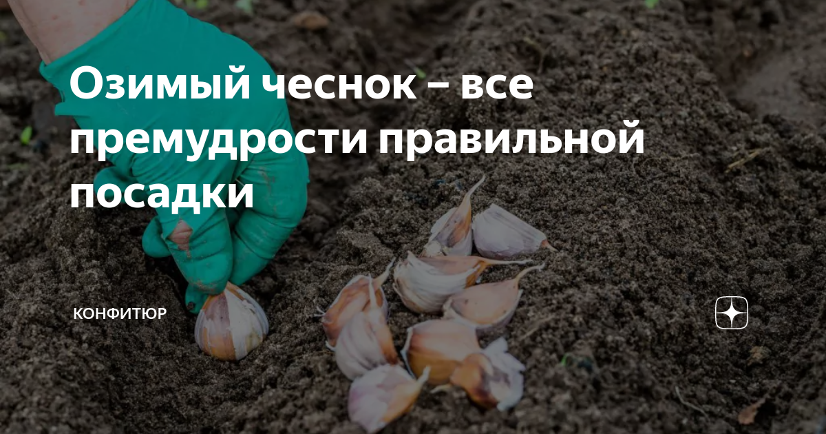 Посадка чеснока в сентябре под зиму осенью в 2022 году по лунному календарю
