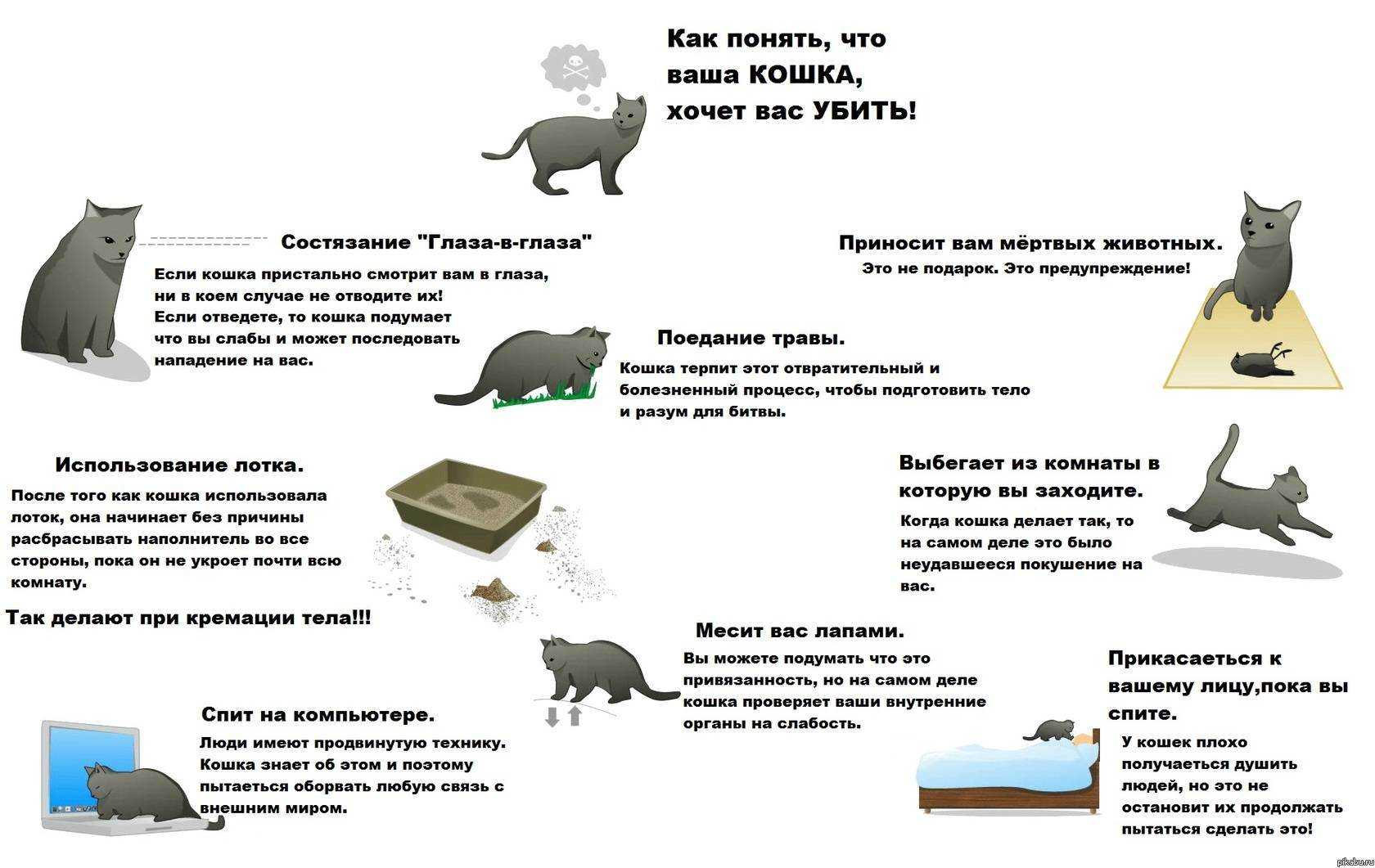 Почему кошки любят ложиться на человека: зачем они спят на животе, шее и голове хозяина, народные приметы