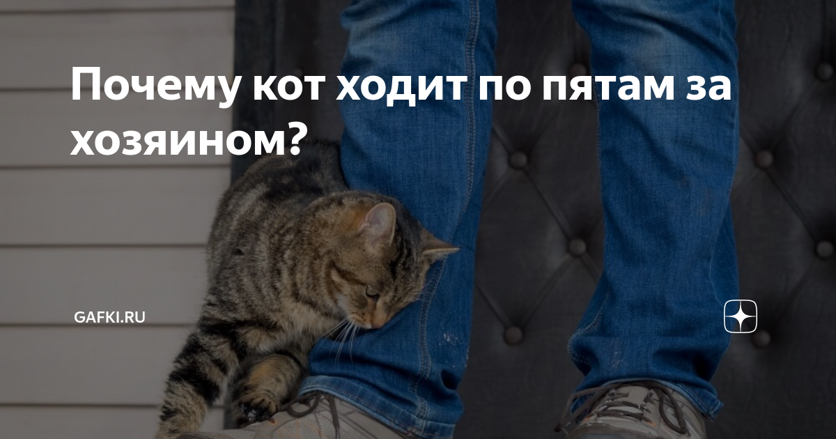 73 приметы про кошек в доме (суеверия, поверья)