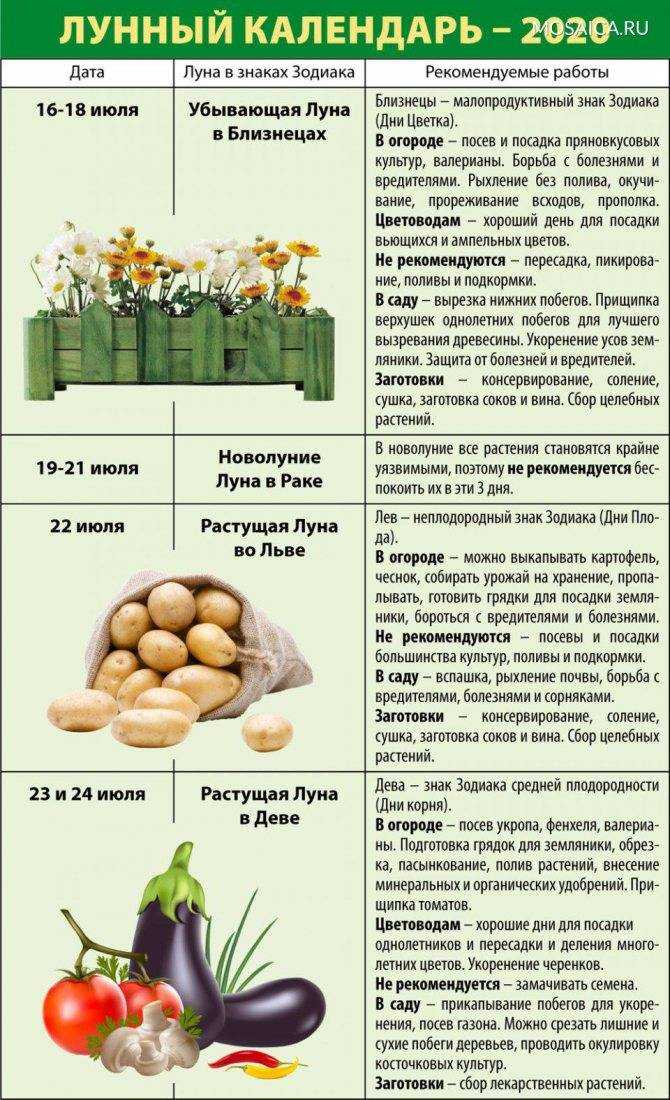 Когда убирать чеснок посаженный под зиму в 2018 году определяют по внешнему виду растения и погоде