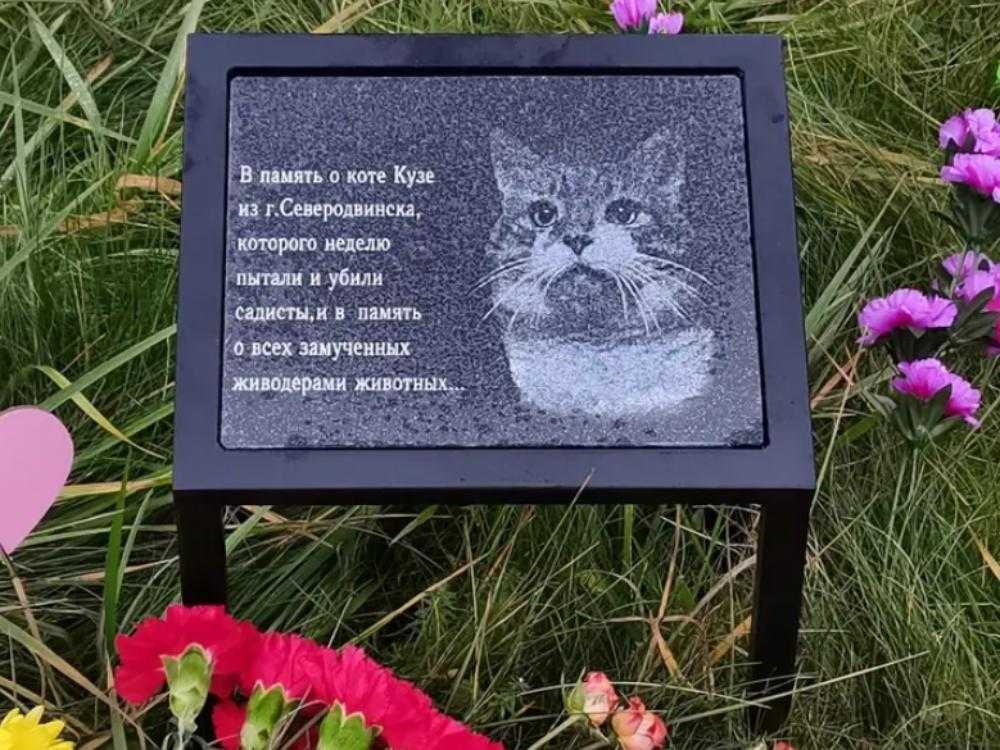 Убийцы кота кузи отправятся в колонию
