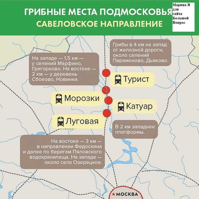 Грибные места в подмосковье 2021: грибы, карта, отзывы про сбор, фото, как доехать