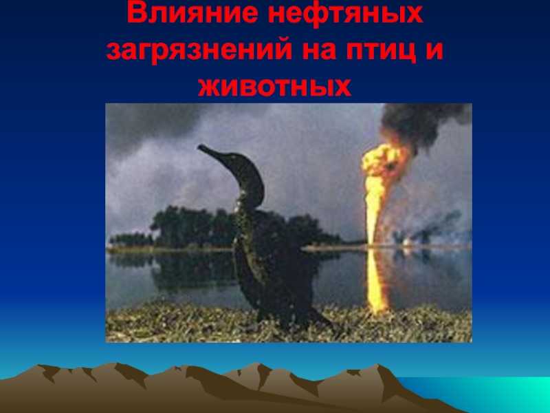Разливы нефти: почему они случаются так часто и можно ли их предотвратить