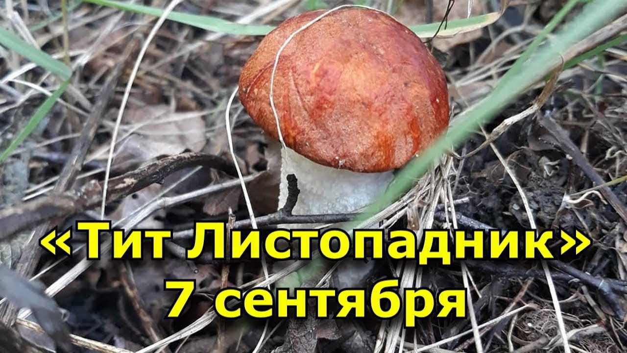 Приметы на 7 апреля 2023 года: что нельзя и что можно делать на благовещение