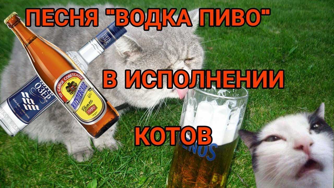 Текст песни валдай - чай, кофе , потанцуем. водка , пиво, полежим на сайте rus-songs.ru