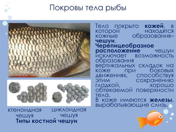 7 видов рыбы без чешуи: почему ее не употребляют в пищу иудеи