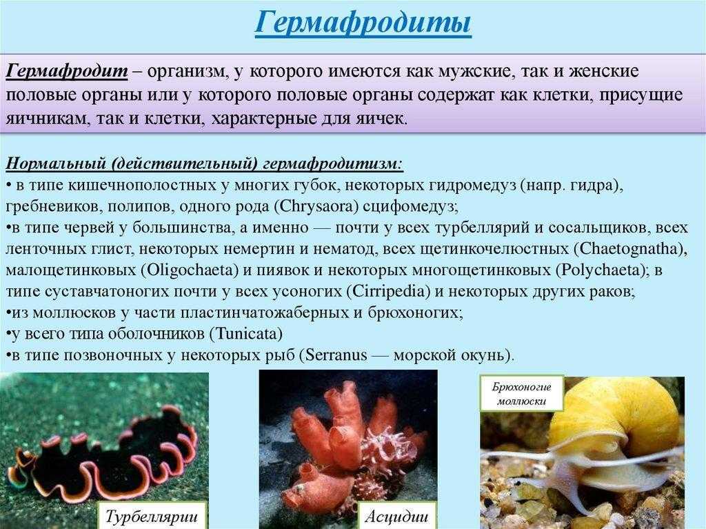 Гермафродиты: как на руси относились к «двуполым» людям — кириллица — энциклопедия русской жизни