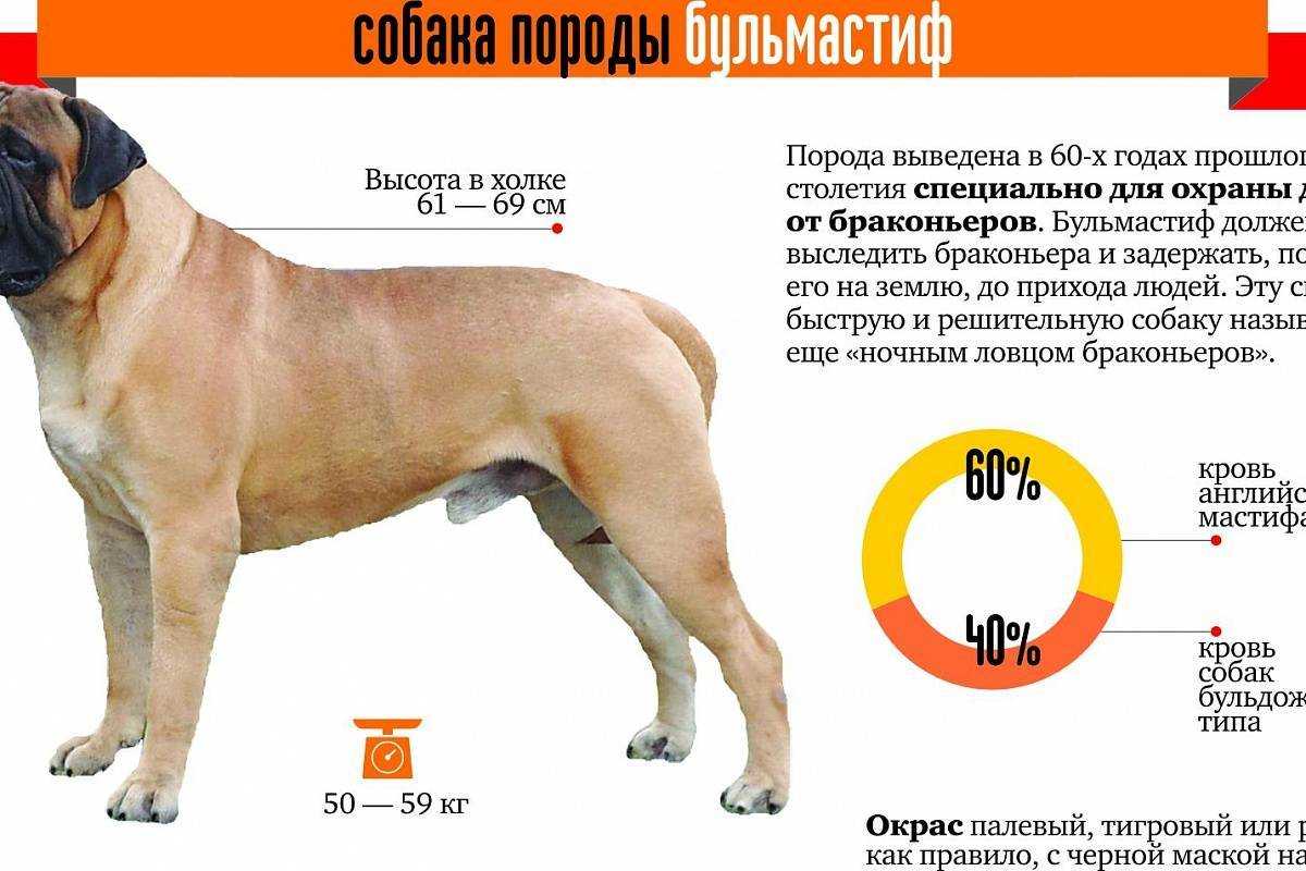Тибетский мастиф – самая большая собака в мире, весящая до 112 кг, история породы и фото