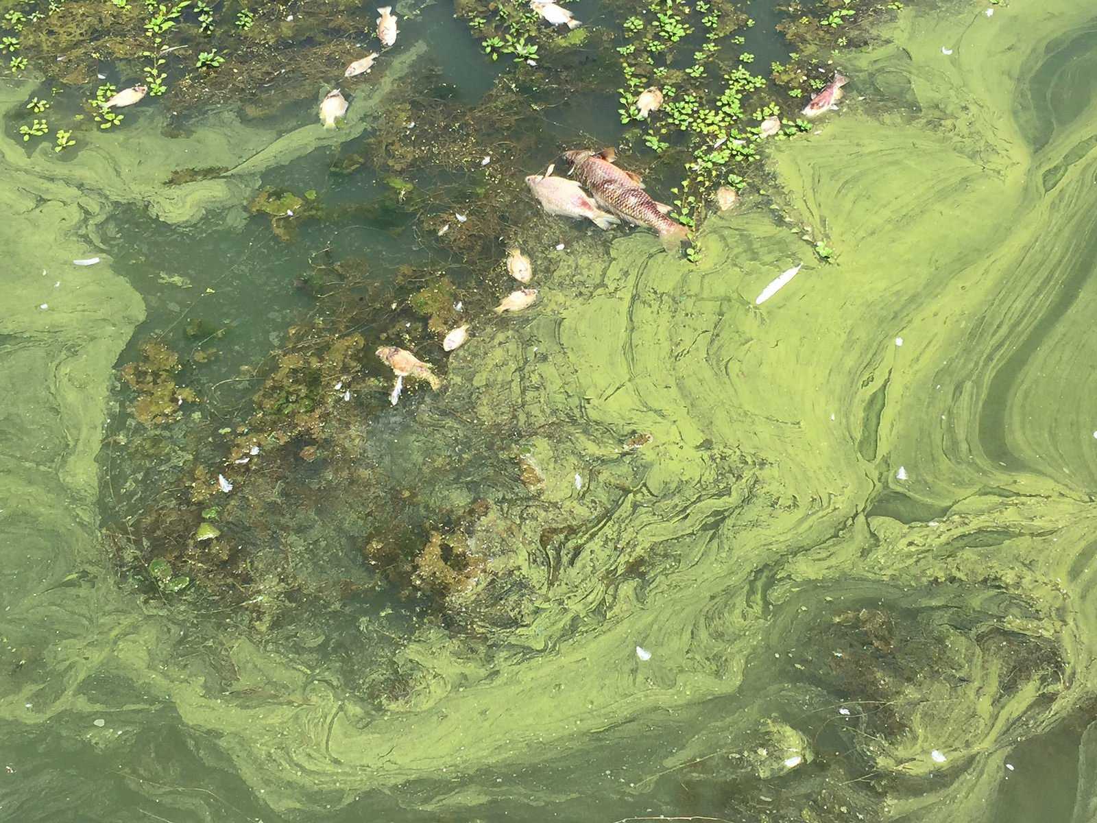 Опасности купания в водоемах летом | безопасно ли купание в водоемах?