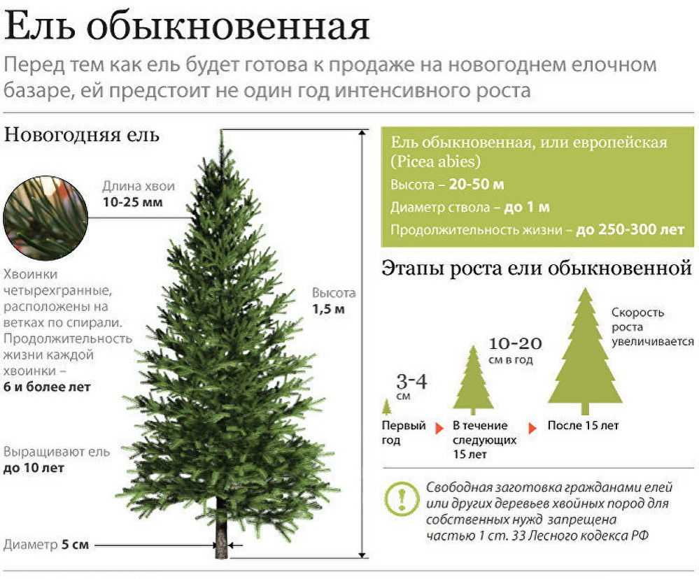 Елочный бизнес: как заработать на продаже елок