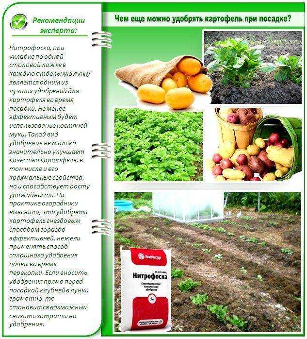 12 способов повысить урожай картофеля — floraprice.ru