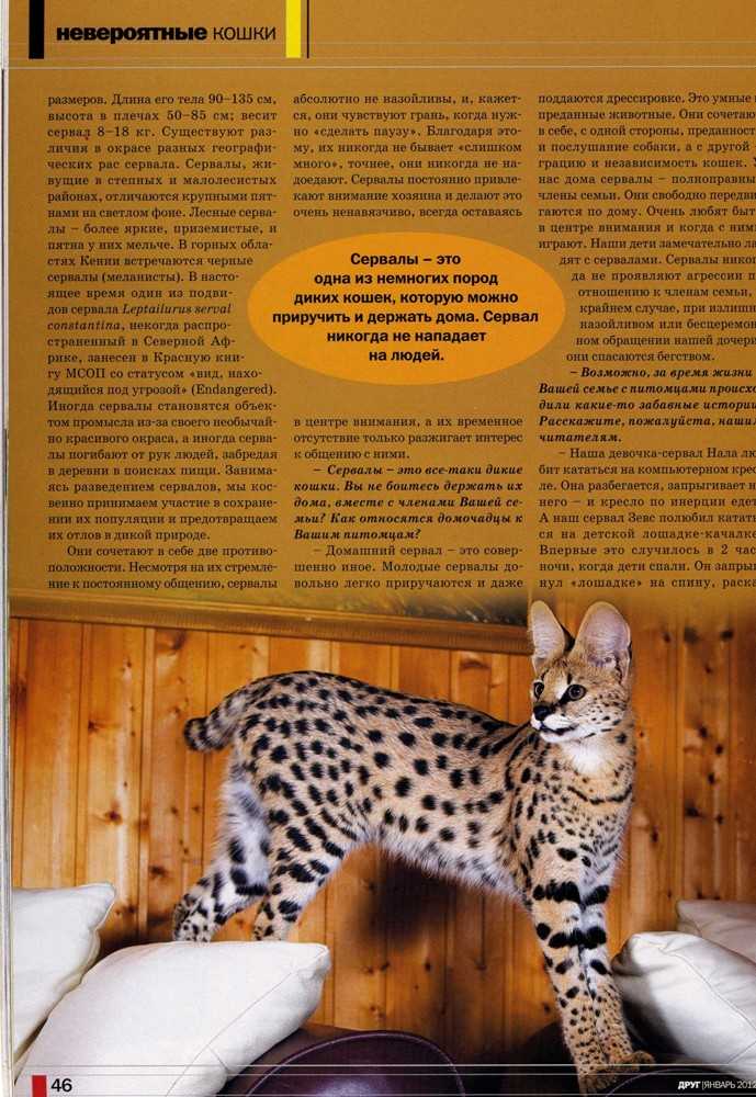 Порода кошек сервал: описание породы, характер, содержание