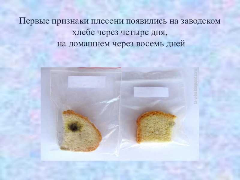 Плесень на хлебе: почему появляется, какая бывает, можно ли есть продукт - onwomen.ru