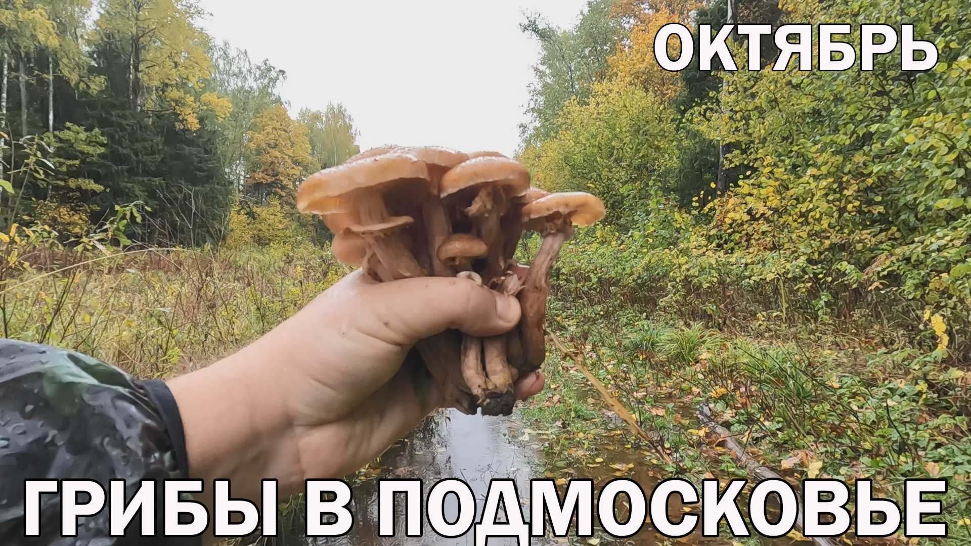 В 2019 году грибы в подмосковье можно будет собирать раньше, наилучшие места для похода за грибами