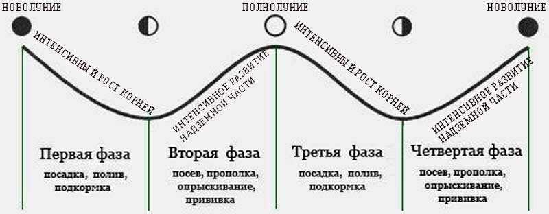 Фазы декабрь. Влияние фаз Луны на растения. Влияние лунных фаз на рост растений. Влияние фаз Луны на рост и развитие растений. Влияние Луны на посев растений.