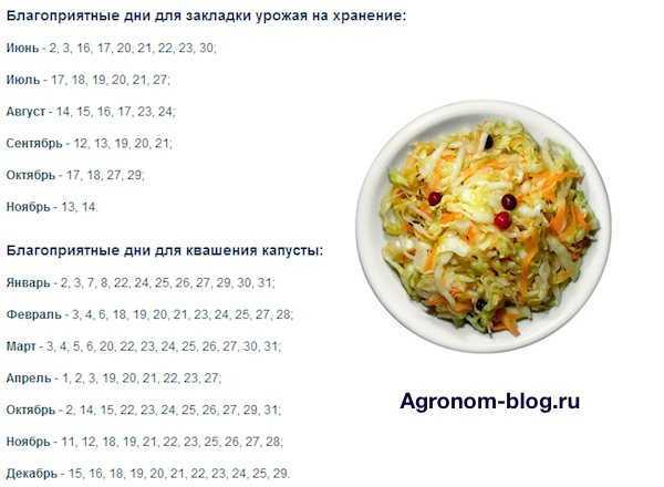 Благоприятные дни для закваски капусты на зиму в 2023 году: таблица