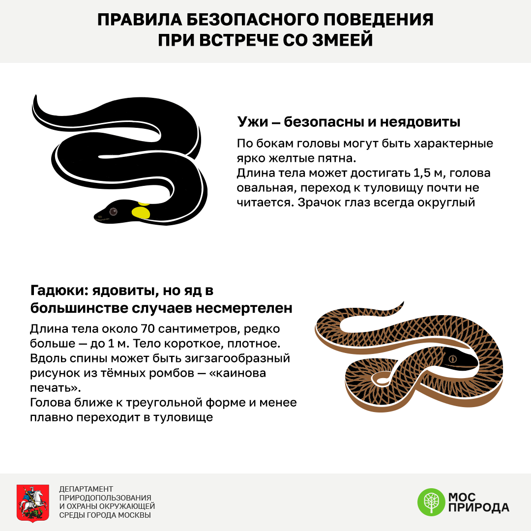Правила безопасности: что делать, если встретил змею | медицинский центр 100med (стомед) | дзен