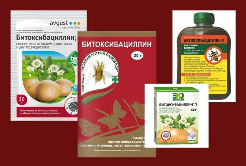 Бабочка-вредитель сколько живет и каковы ее разновидности?