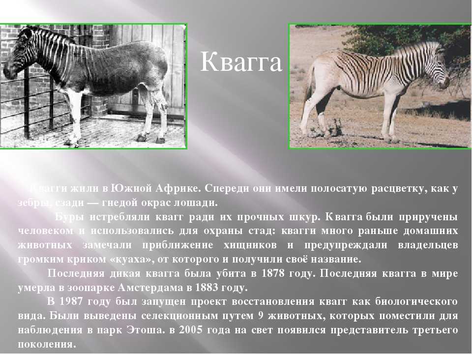 Вымирающие животные: с чем связанно и какие виды под угрозой?