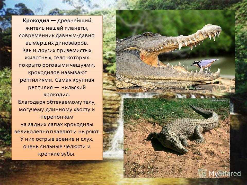 Как крокодилы напали на великий новгород? | сухарева башня