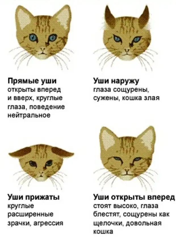 Почему кошки откликаются на «кис-кис»