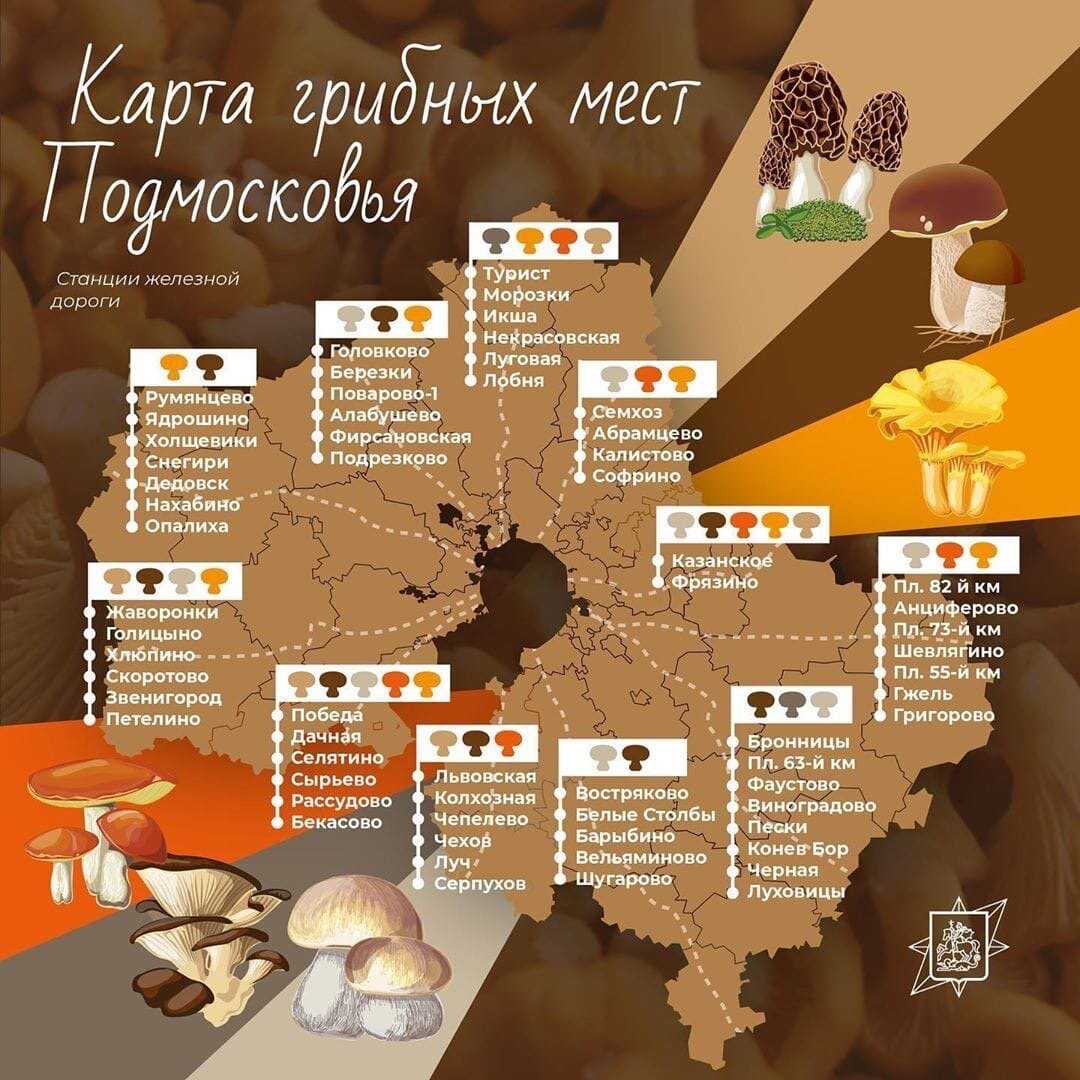 Когда можно отправляться за грибами в подмосковье в 2023 году и куда