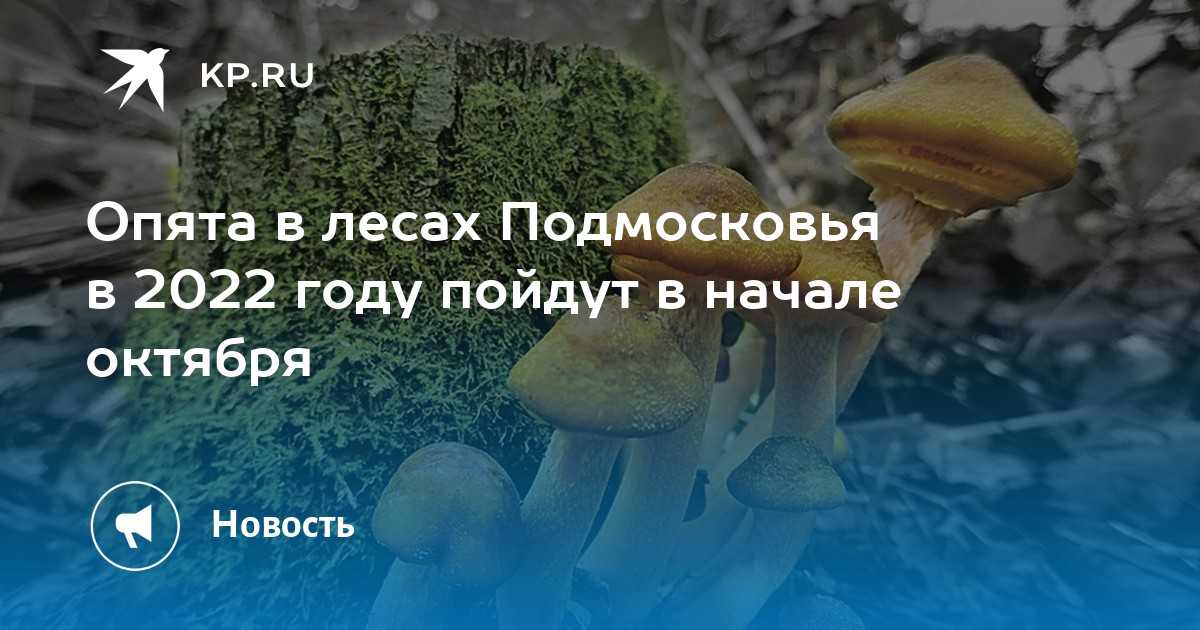 Где собирают грибы в подмосковье и лучшие места на карте