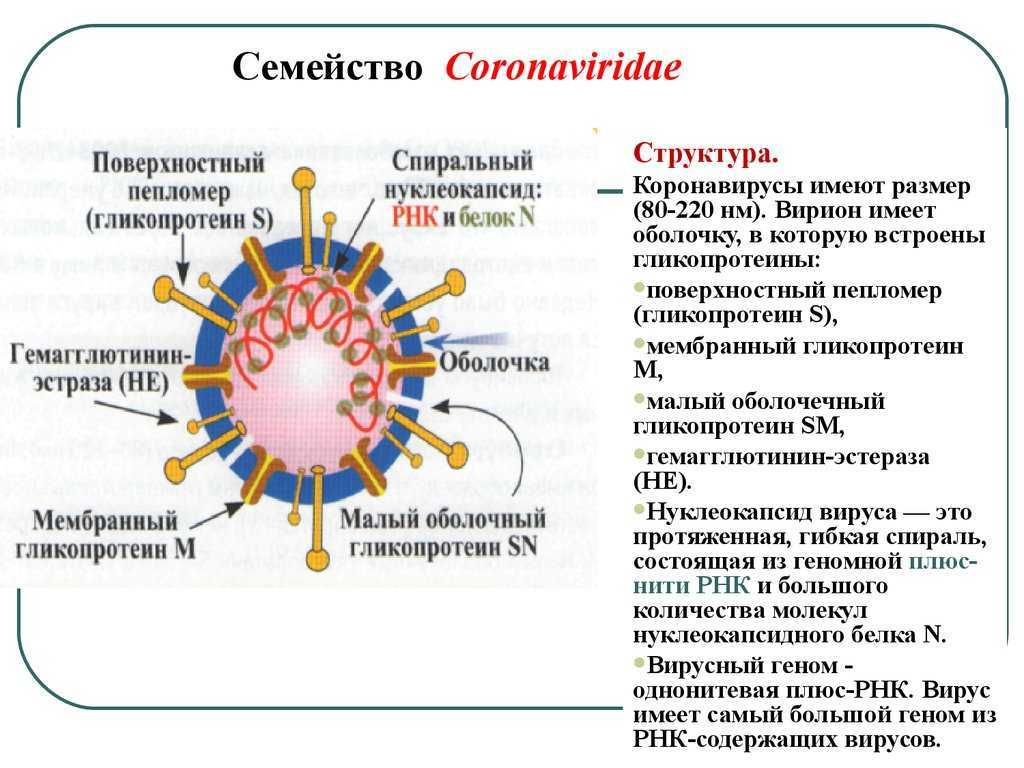 Сколько времени человек остается заразным после коронавируса