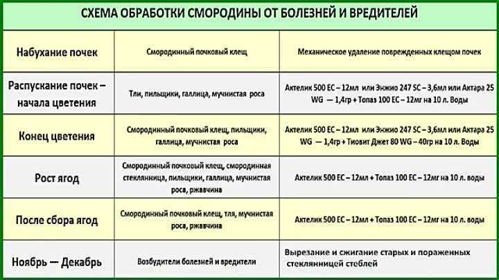 Обработка клубники весной от вредителей и болезней: способы, народные рецепты и препараты