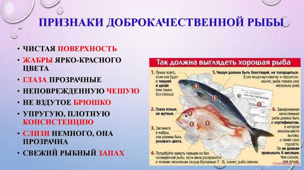 Рыба без чешуи: почему евреям строго запрещено ее есть | кириллица | дзен